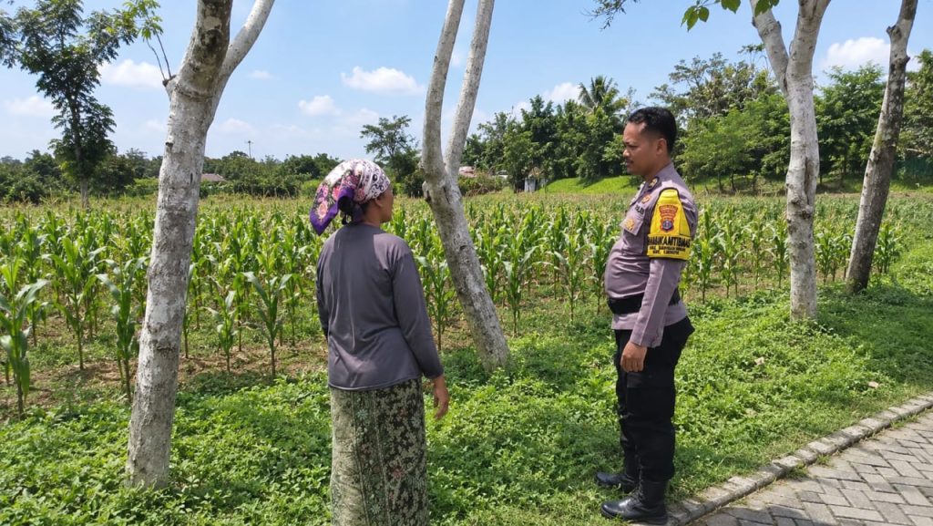 Polres Pasuruan Kota Dukung Ketahanan Pangan, Bhabinkamtibmas Dampingi Petani Jagung di Desa Jatirejo