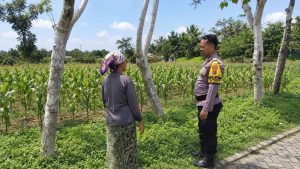 Polres Pasuruan Kota Dukung Ketahanan Pangan, Bhabinkamtibmas Dampingi Petani Jagung di Desa Jatirejo