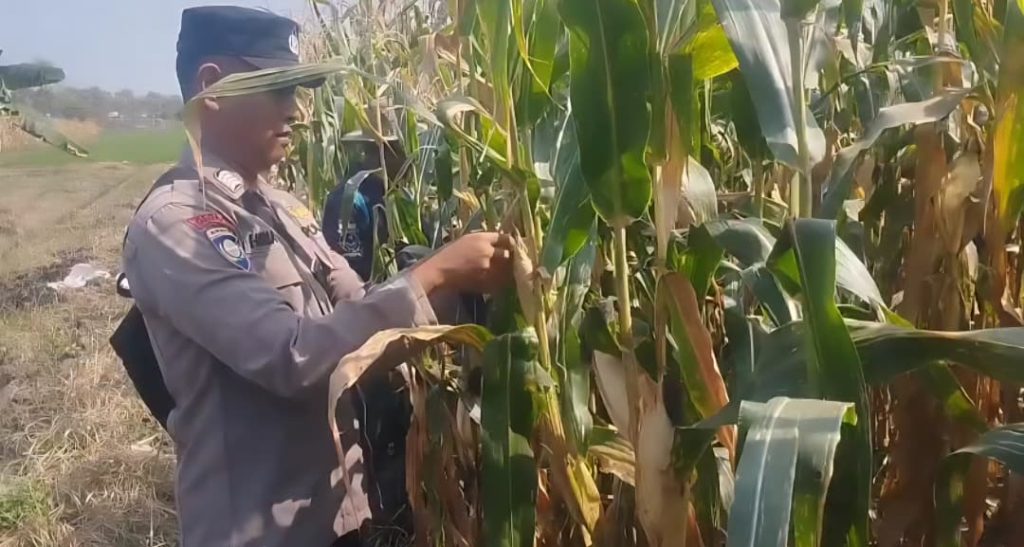 Polres Pasuruan Kota Dukung Ketahanan Pangan, Bhabinkamtibmas Dampingi Petani Jagung di Kebonagung