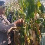 Polres Pasuruan Kota Dukung Ketahanan Pangan, Bhabinkamtibmas Dampingi Petani Jagung di Kebonagung