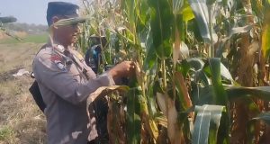 Polres Pasuruan Kota Dukung Ketahanan Pangan, Bhabinkamtibmas Dampingi Petani Jagung di Kebonagung