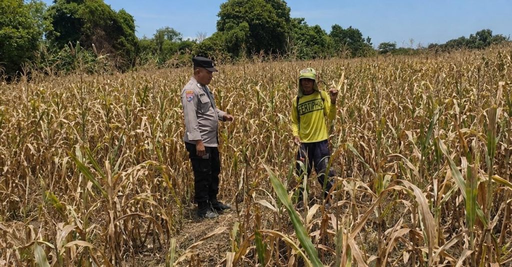 Polres Pasuruan Kota Dukung Ketahanan Pangan, Bhabinkamtibmas Dampingi Petani Jagung di Desa Parasrejo