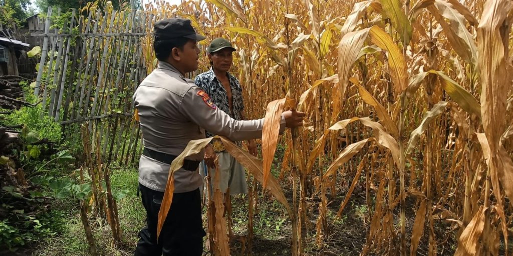 Polres Pasuruan Kota Dukung Ketahanan Pangan, Bhabinkamtibmas Dampingi Petani Jagung di Desa Jatirejo