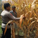 Polres Pasuruan Kota Dukung Ketahanan Pangan, Bhabinkamtibmas Dampingi Petani Jagung di Desa Jatirejo