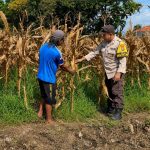 Bhabinkamtibmas Desa Logowok Dampingi Petani Jagung, Dukung Ketahanan Pangan Nasional