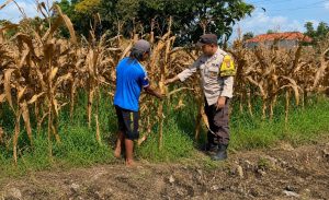 Bhabinkamtibmas Desa Logowok Dampingi Petani Jagung, Dukung Ketahanan Pangan Nasional