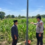 Bhabinkamtibmas Desa Tampung Dampingi Petani Jagung, Dukung Ketahanan Pangan Nasional