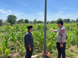 Bhabinkamtibmas Desa Tampung Dampingi Petani Jagung, Dukung Ketahanan Pangan Nasional