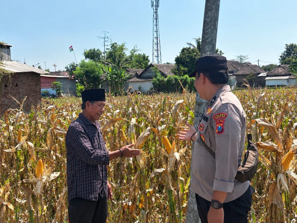 Polres Pasuruan Kota Dukung Ketahanan Pangan, Bhabinkamtibmas Dampingi Petani Jagung di Desa Gejugjati