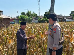 Polres Pasuruan Kota Dukung Ketahanan Pangan, Bhabinkamtibmas Dampingi Petani Jagung di Desa Gejugjati