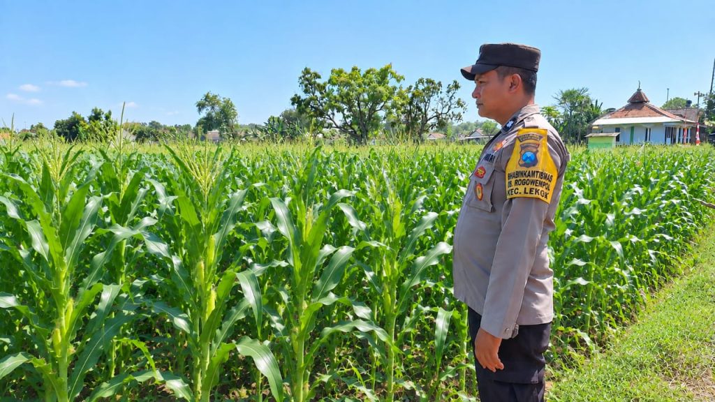 Sinergi Polri dan Petani, Bhabinkamtibmas Desa Rowogempol Kawal Produktivitas Lahan Jagung