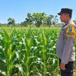 Sinergi Polri dan Petani, Bhabinkamtibmas Desa Rowogempol Kawal Produktivitas Lahan Jagung