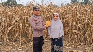 Sinergi Polri dan Petani, Kanit Binmas Polsek Lekok Kawal Produktivitas Lahan Jagung