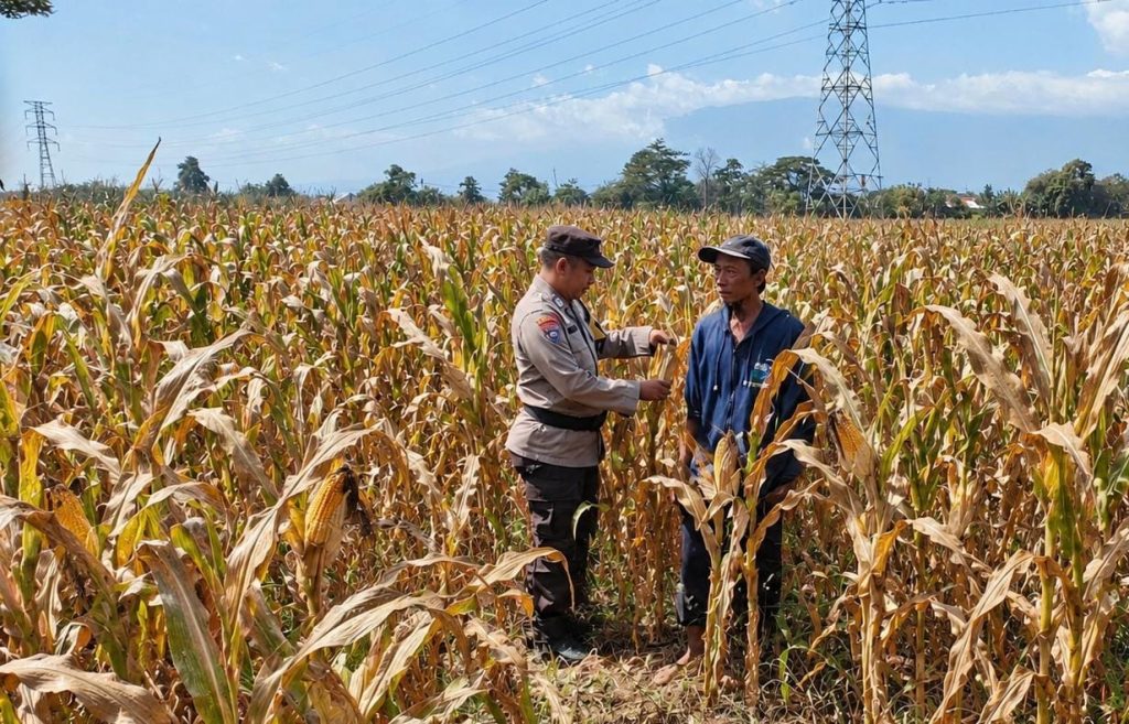 Polres Pasuruan Kota Dukung Ketahanan Pangan, Bhabinkamtibmas Dampingi Petani Jagung di Desa Tidu