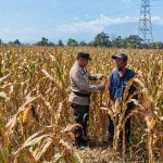 Polres Pasuruan Kota Dukung Ketahanan Pangan, Bhabinkamtibmas Dampingi Petani Jagung di Desa Tidu