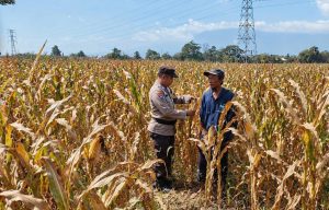 Polres Pasuruan Kota Dukung Ketahanan Pangan, Bhabinkamtibmas Dampingi Petani Jagung di Desa Tidu