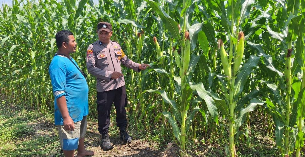 Sinergi Polri Dan Petani, Bhabinkamtibmas Desa Rowogempol Kawal Produktivitas Lahan Jagung