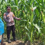 Sinergi Polri Dan Petani, Bhabinkamtibmas Desa Rowogempol Kawal Produktivitas Lahan Jagung