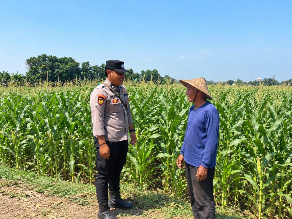 Sinergi Polri Dan Petani, Bhabinkamtibmas Desa Jatirejo Kawal Produktivitas Lahan Jagung