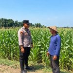 Sinergi Polri Dan Petani, Bhabinkamtibmas Desa Jatirejo Kawal Produktivitas Lahan Jagung