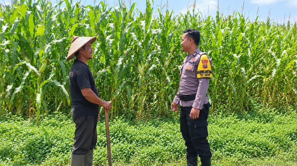 Bhabinkamtibmas Desa Pasinan Dampingi Petani Jagung, Wujudkan Kehadiran Polri di Tengah Masyarakat