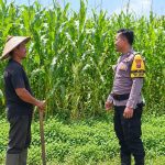 Bhabinkamtibmas Desa Pasinan Dampingi Petani Jagung, Wujudkan Kehadiran Polri di Tengah Masyarakat