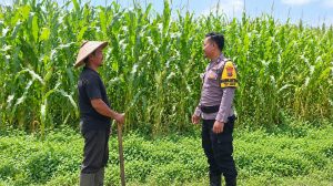 Bhabinkamtibmas Desa Pasinan Dampingi Petani Jagung, Wujudkan Kehadiran Polri di Tengah Masyarakat