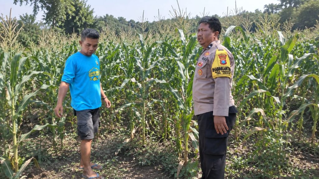 Bhabinkamtibmas Desa Penunggul Dampingi Petani Jagung, Dukung Ketahanan Pangan di Wilayah Nguling