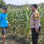 Bhabinkamtibmas Desa Penunggul Dampingi Petani Jagung, Dukung Ketahanan Pangan di Wilayah Nguling