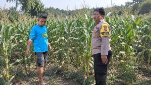 Bhabinkamtibmas Desa Penunggul Dampingi Petani Jagung, Dukung Ketahanan Pangan di Wilayah Nguling
