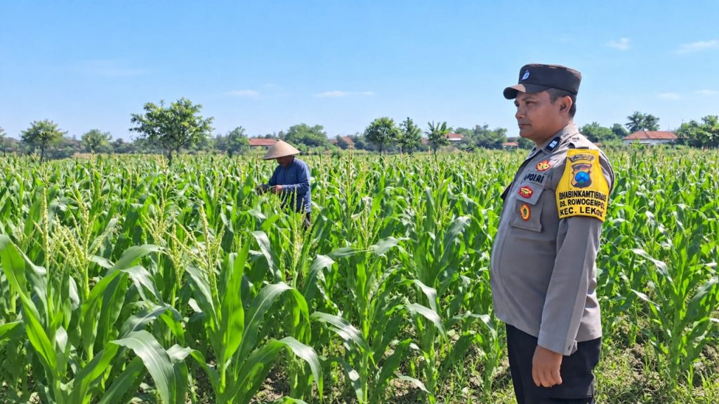 Sinergi Polri Dan Petani, Bhabinkamtibmas Desa Rowogempol Kawal Produktivitas Lahan Jagung