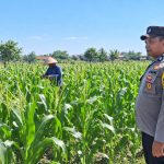 Sinergi Polri Dan Petani, Bhabinkamtibmas Desa Rowogempol Kawal Produktivitas Lahan Jagung