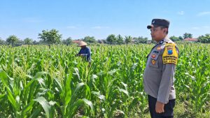 Sinergi Polri Dan Petani, Bhabinkamtibmas Desa Rowogempol Kawal Produktivitas Lahan Jagung