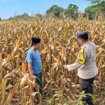Bhabinkamtibmas Desa Tidu Dampingi Petani Jagung, Dukung Ketahanan Pangan di Wilayah Pohjentrek