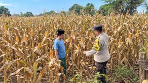 Bhabinkamtibmas Desa Tidu Dampingi Petani Jagung, Dukung Ketahanan Pangan di Wilayah Pohjentrek