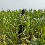 Polri Dukung Ketahanan Pangan! Polsek Babirik Monitoring Lahan Jagung 3 Hektare di Amuntai Tengah, Siap Panen November