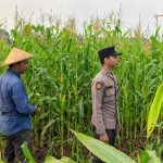 Dukung Swasembada Pangan, Polsek Amuntai Tengah Monitoring Perkembangan Lahan Jagung di Desa Pinangkara