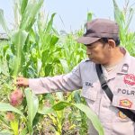 Amankan Distribusi BBM, Polsek Amuntai Selatan Patroli dan Monitoring SPBU 64.714.11 Panyiuran