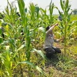 Polsek Babirik Monitoring Lahan Jagung 3 Hektare di Amuntai Tengah, Dukung Ketahanan Pangan