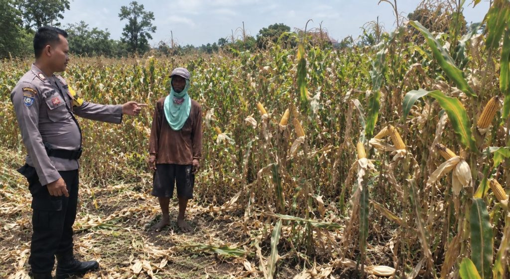 Bhabinkamtibmas Desa Pasinan Dampingi Petani Jagung, Dukung Ketahanan Pangan di Wilayah Lekok