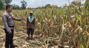 Bhabinkamtibmas Desa Pasinan Dampingi Petani Jagung, Dukung Ketahanan Pangan di Wilayah Lekok