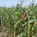 Bhabinkamtibmas Desa Kedawung Wetan Dampingi Petani Jagung, Dukung Ketahanan Pangan di Wilayah Grati