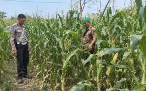 Bhabinkamtibmas Desa Kedawung Wetan Dampingi Petani Jagung, Dukung Ketahanan Pangan di Wilayah Grati