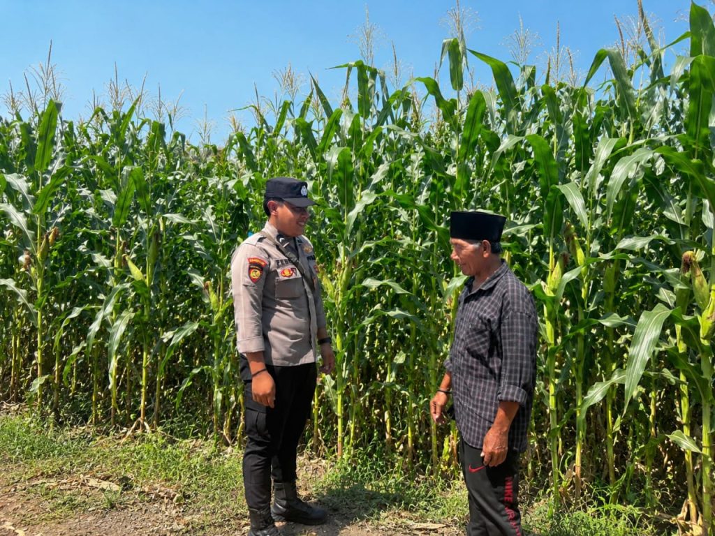 Bhabinkamtibmas Gejugjati Dampingi Petani Jagung Dukung Ketahanan Pangan