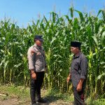 Bhabinkamtibmas Gejugjati Dampingi Petani Jagung Dukung Ketahanan Pangan