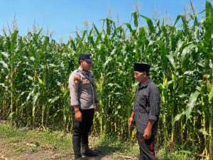 Bhabinkamtibmas Gejugjati Dampingi Petani Jagung Dukung Ketahanan Pangan