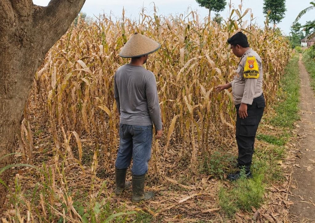 Bhabinkamtibmas Desa Penunggul Dampingi Petani Jagung, Dukung Ketahanan Pangan