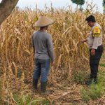 Bhabinkamtibmas Desa Penunggul Dampingi Petani Jagung, Dukung Ketahanan Pangan