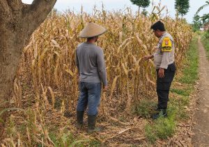 Bhabinkamtibmas Desa Penunggul Dampingi Petani Jagung, Dukung Ketahanan Pangan