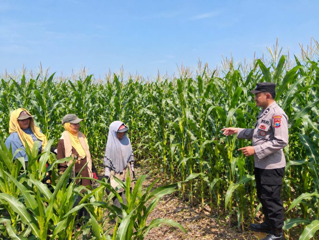 Bhabinkamtibmas Desa Rejoso Lor Dampingi Petani Jagung, Dukung Ketahanan Pangan